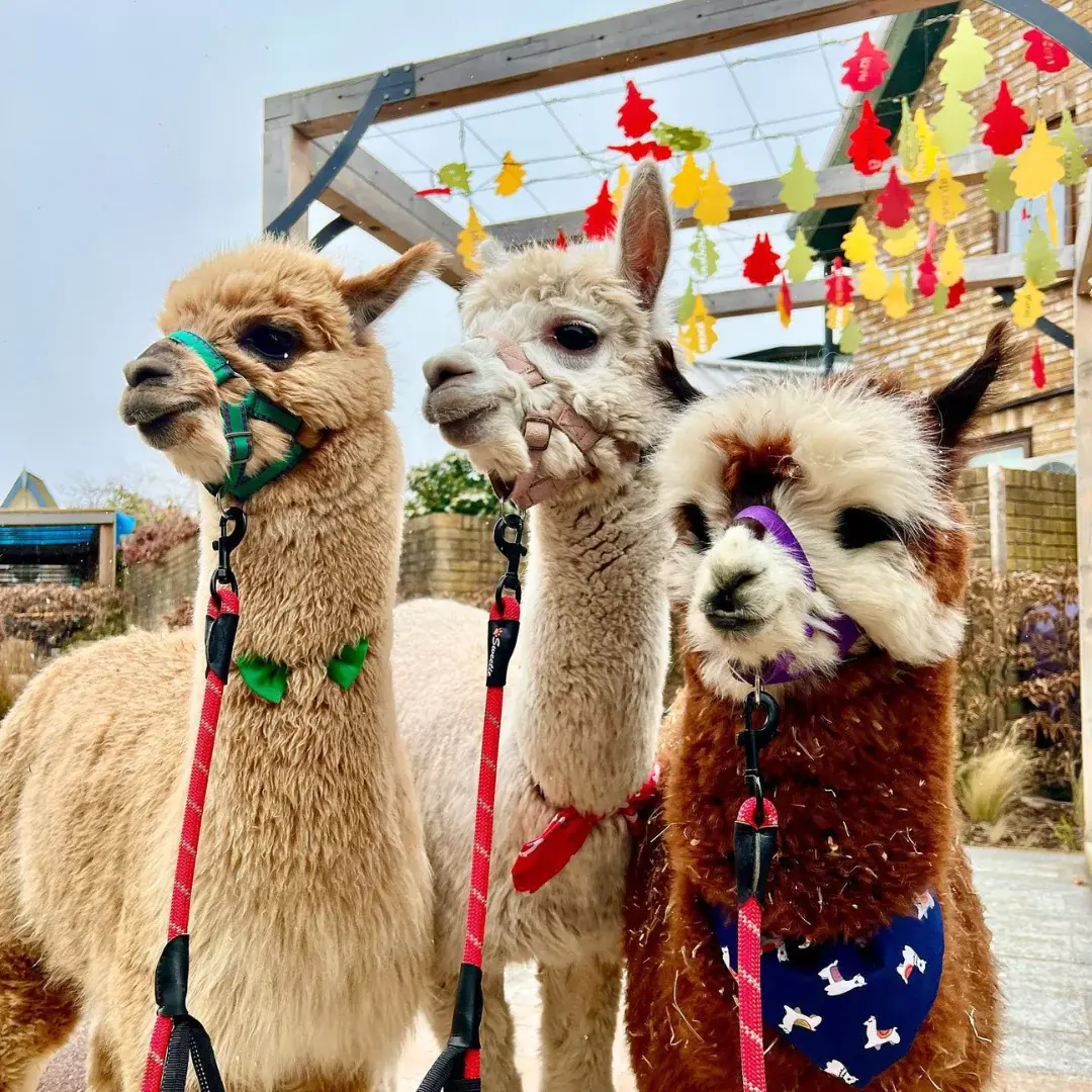 nanny sharon's alpaca farm log cabins